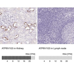 ATP6V1G3 Antibody, Novus Biologicals:Antibodies:Primary Antibodies